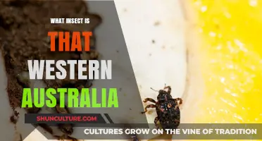 Insect Identification: Western Australia's Guide