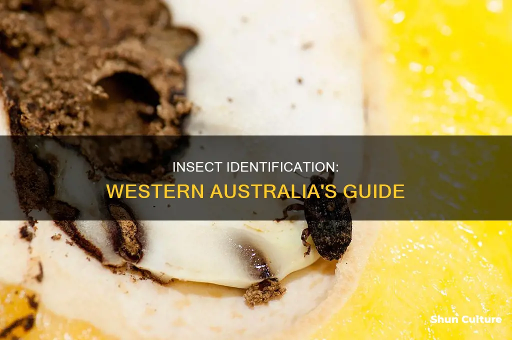 what insect is that western australia