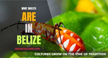 Belize's Tiny Titans: Exploring the Country's Insect Diversity