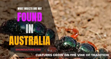 Insects Missing from Australia's Ecosystem