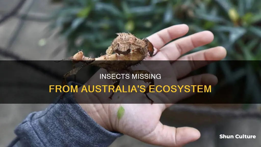 what insects are not found in australia