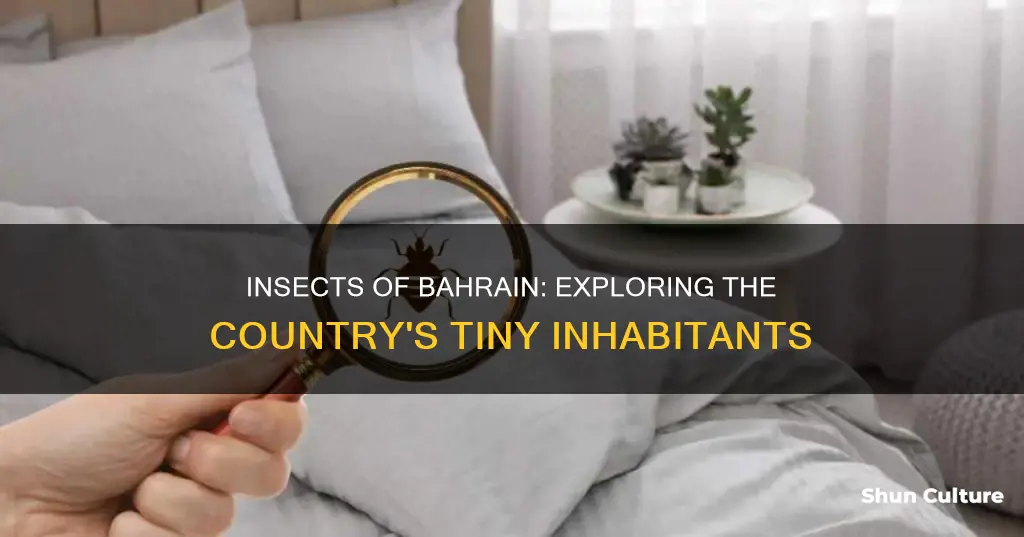 what insects inhibate bahrain