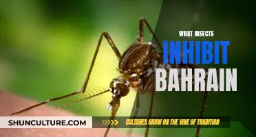 The Insect Inhabitants of Bahrain