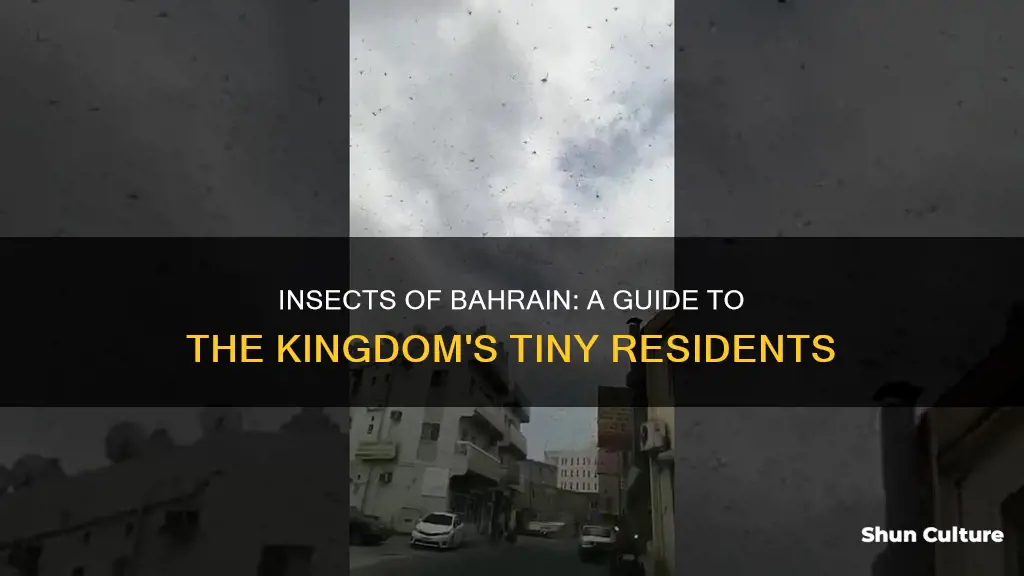 what insects live in bahrain