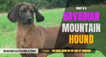 The Bavarian Mountain Hound: A Noble German Scent Hound