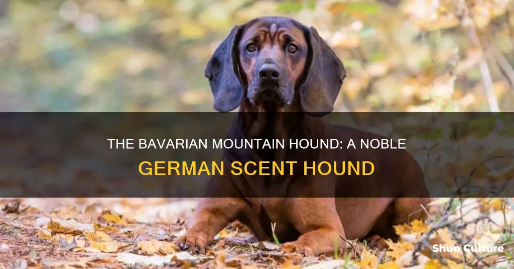 what is a bavarian mountain hound