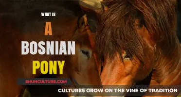 Discover the Unique Characteristics of the Bosnian Pony Breed