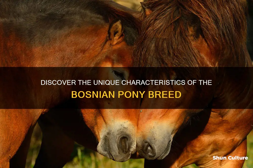 what is a bosnian pony