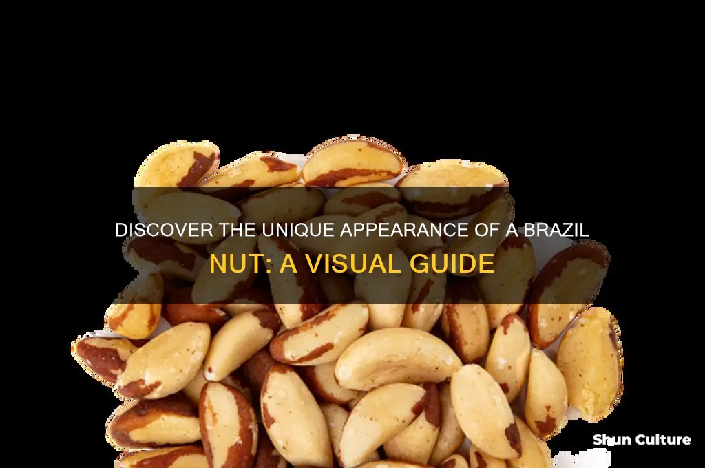 what is a brazil nut look like