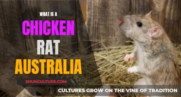 Chicken Rat: Australia's Unlikely Pest