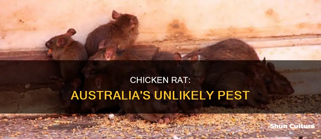 what is a chicken rat australia