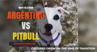 Dogo Argentino vs Pitbull: Comparing the Traits of Two Powerful Breeds