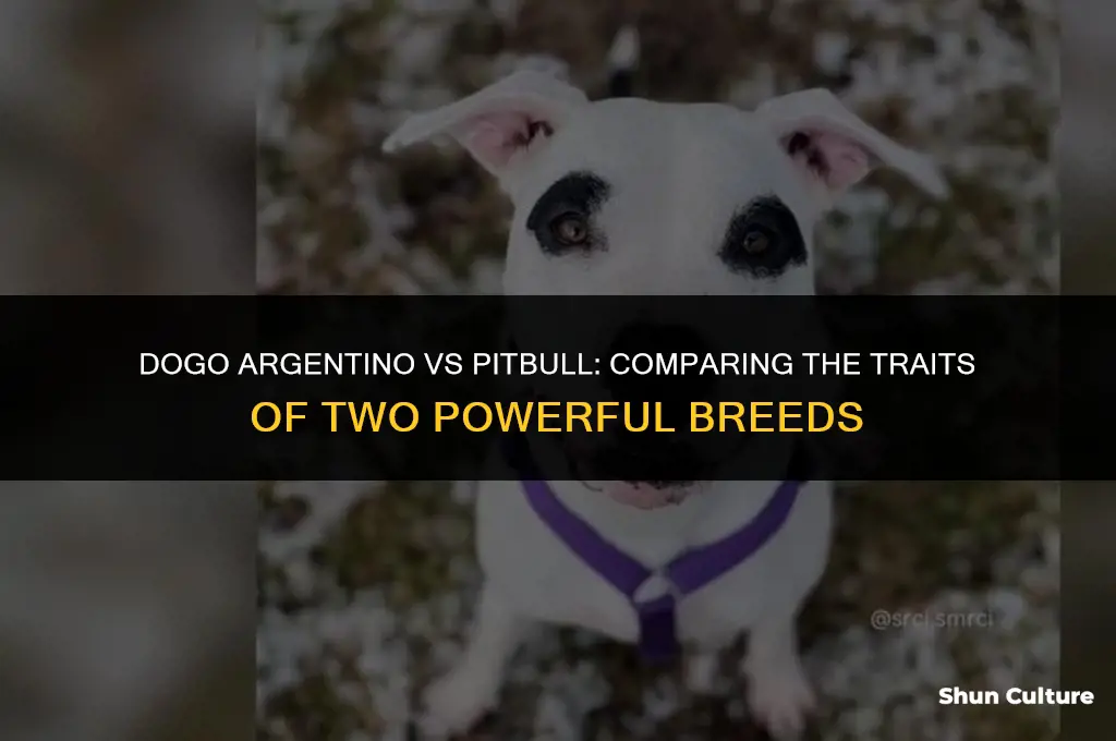 what is a dogo argentino vs pitbull