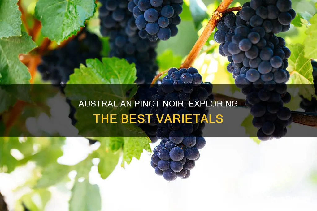 what is a good australian pinot noir