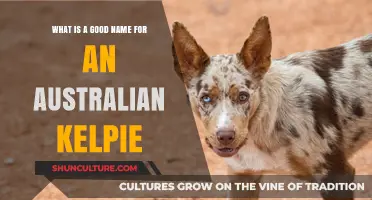 Choosing a Name for Your Australian Kelpie: Tips and Ideas
