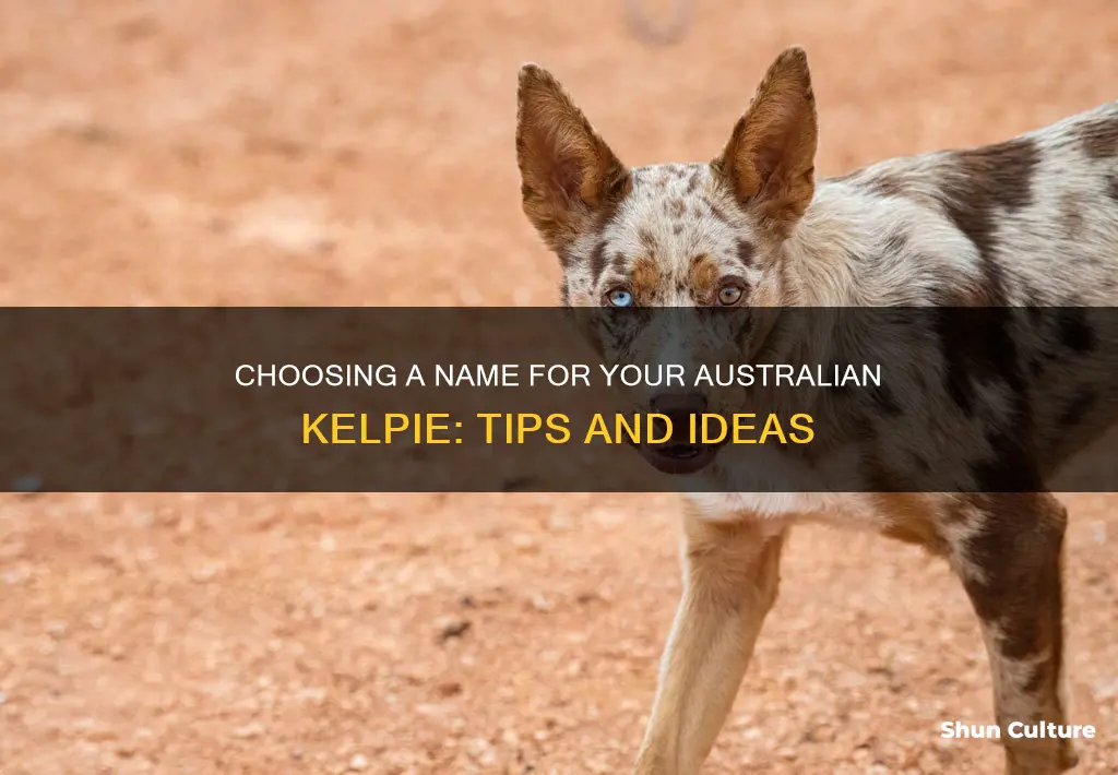 what is a good name for an australian kelpie