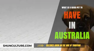 Best Pets for Aussies: Choosing a Furry Companion