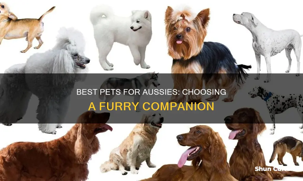 what is a good pet to have in australia
