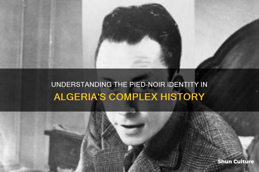 what is a pied noir algeria