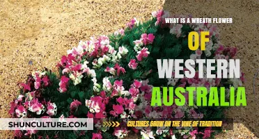 The Unique Wreath Flowers of Western Australia