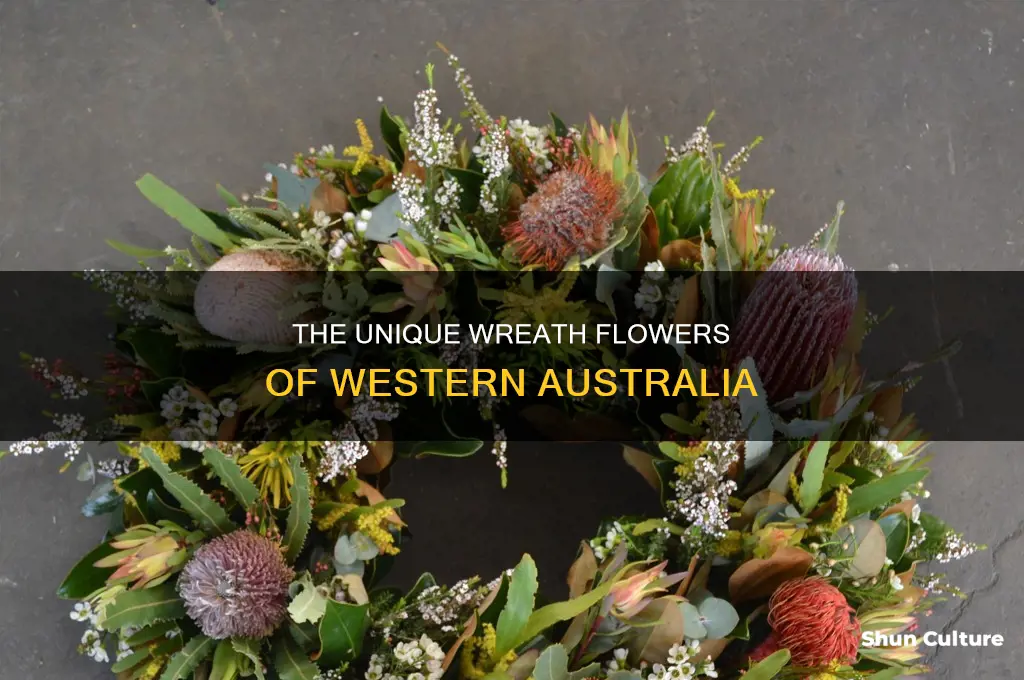 what is a wreath flower of western australia