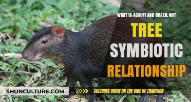 Agouti and Brazil Nut Tree: A Vital Forest Symbiosis Explained