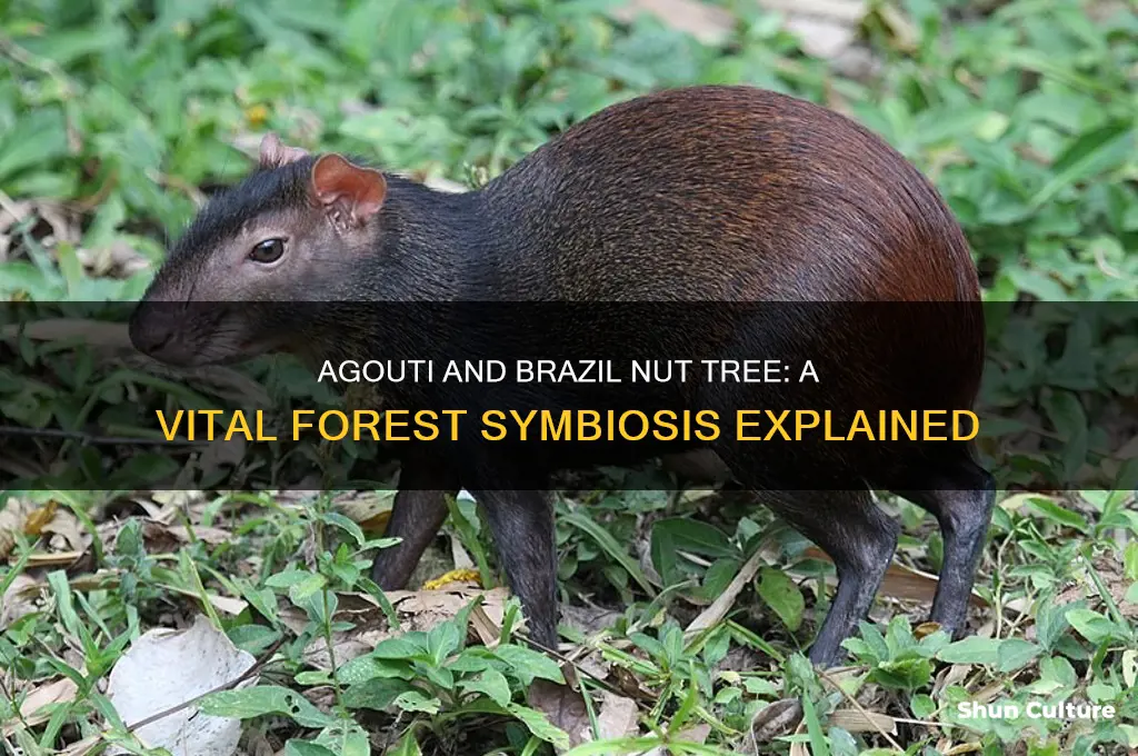 what is agouti and brazil nut tree symbiotic relationship