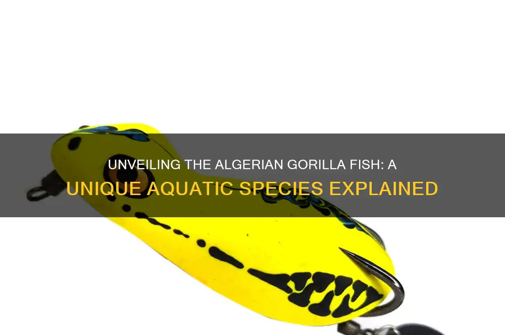 what is an algerian gorilla fish