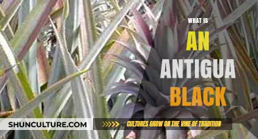 Unveiling the Mystery: Understanding Antigua Black Pineapple's Unique Flavor