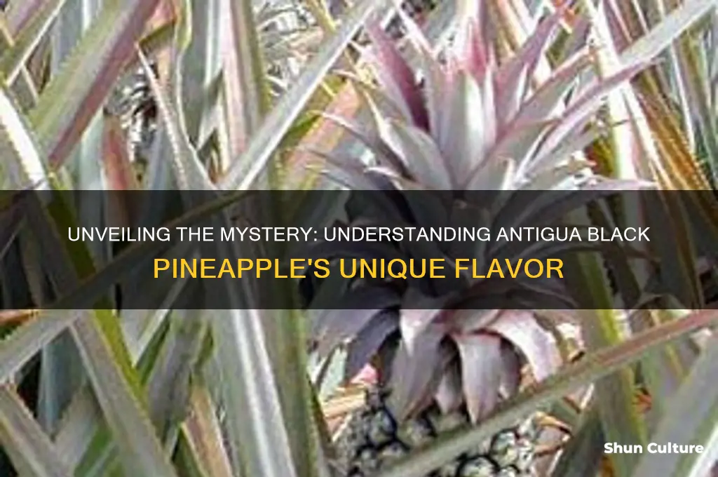 what is an antigua black