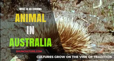 Australian Echidna: A Unique Spiny Anteater