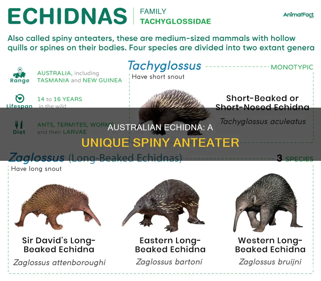 what is an echidna animal in australia