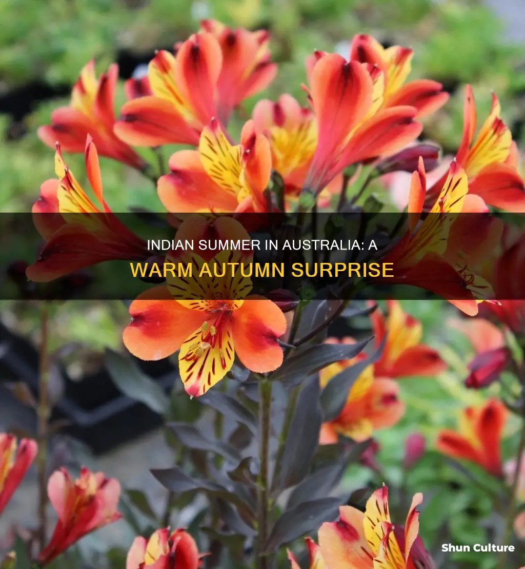 what is an indian summer in australia