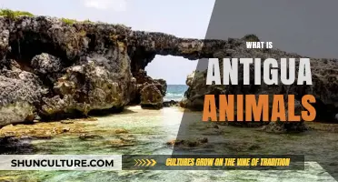 Discovering Antigua's Unique Wildlife: A Guide to Its Fascinating Animals