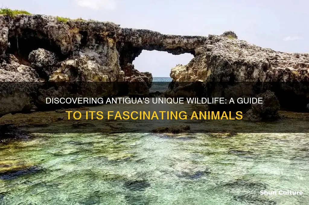 what is antigua animals