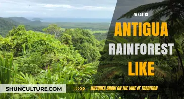 Exploring Antigua's Lush Rainforest: Biodiversity, Beauty, and Unique Ecosystems