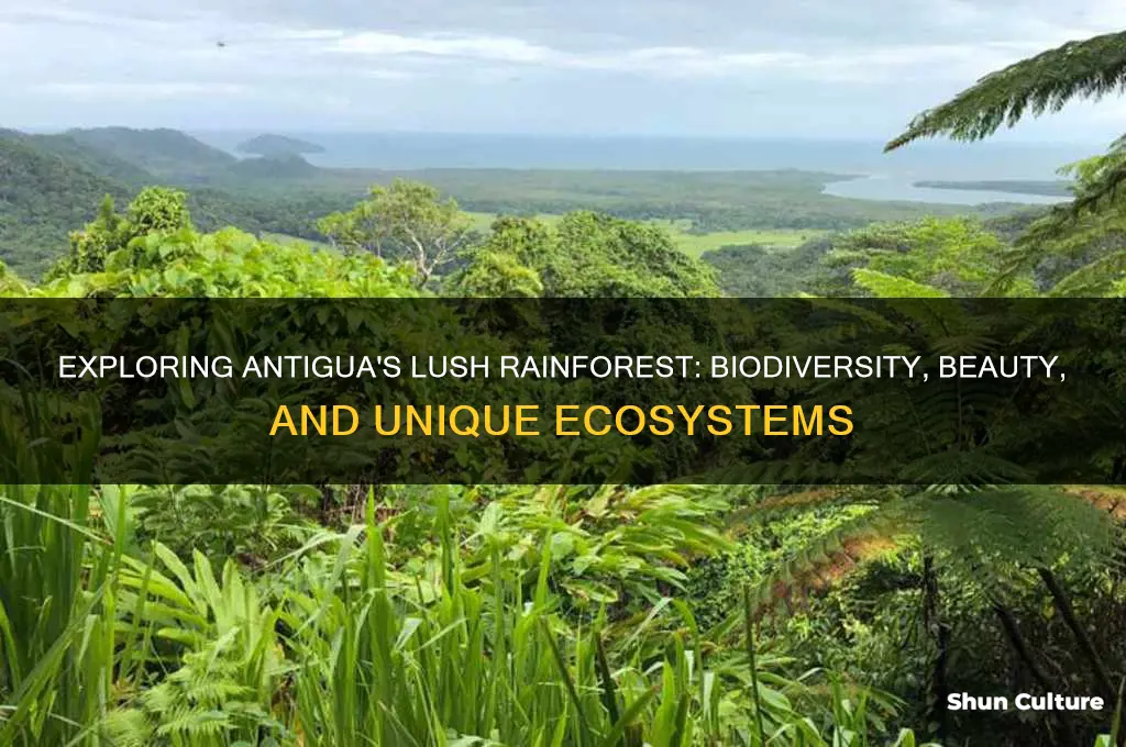 what is antigua rainforest like