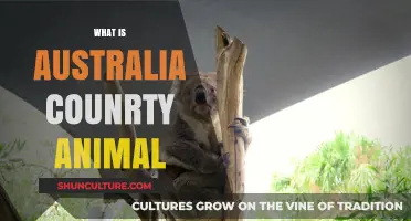 Australian Wildlife: Unique Animal Icons
