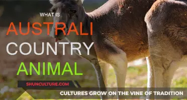 The Unique Australian Animal Kingdom