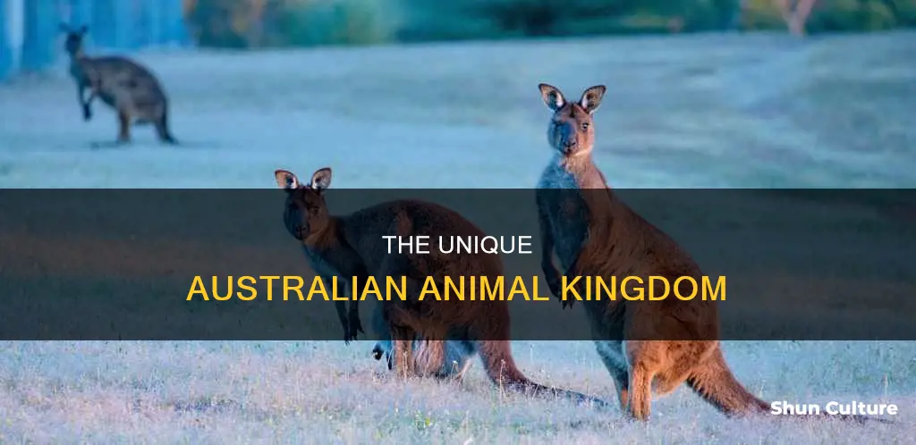 what is australia country animal
