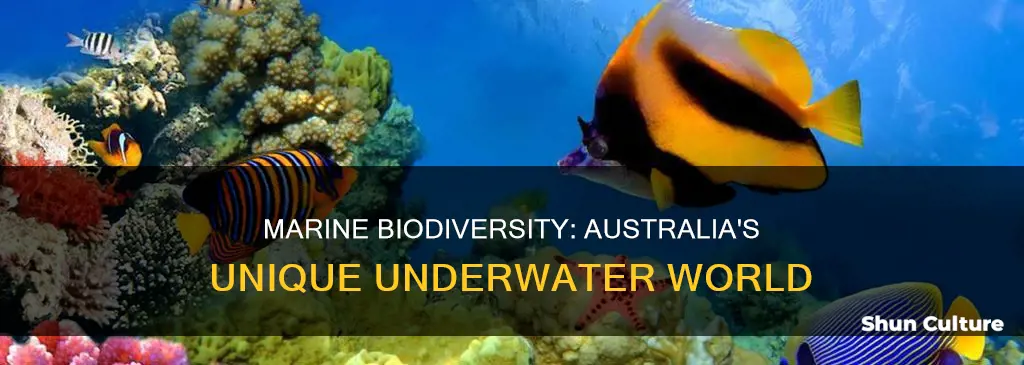 what is australian marine on number