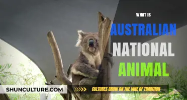 Australian National Animal: The Iconic Kangaroo