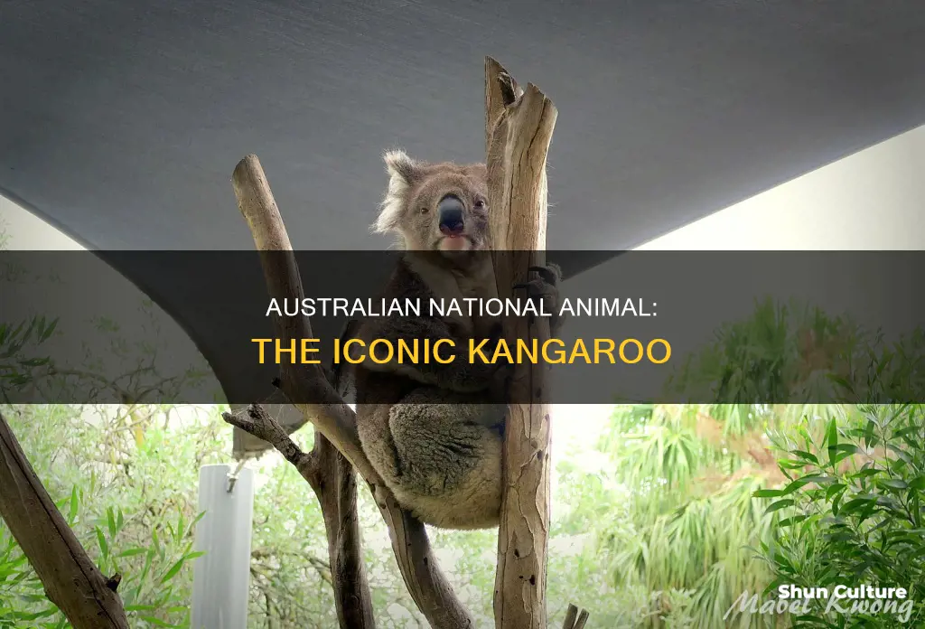 what is australian national animal