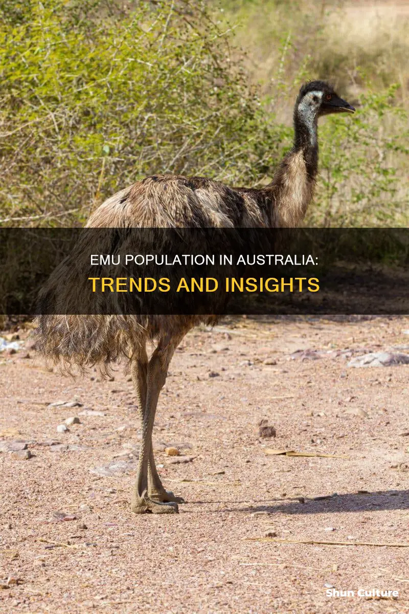 what is australias emu population