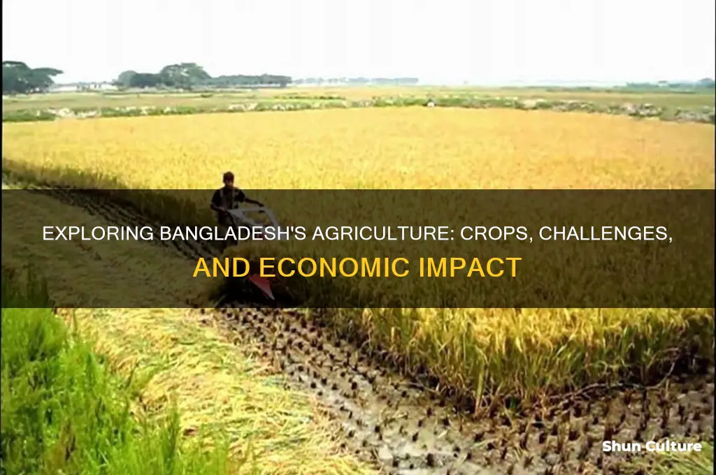 what is bangladesh agriculture