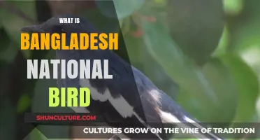 Discover Bangladesh's National Bird: The Majestic Magpie Robin