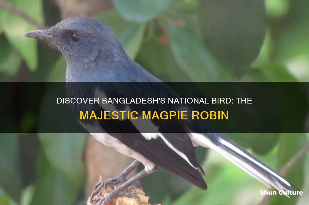 what is bangladesh national bird