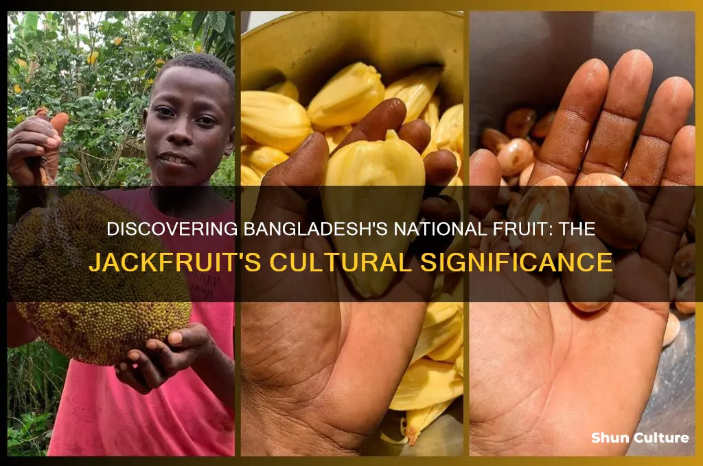 what is bangladesh national fruit