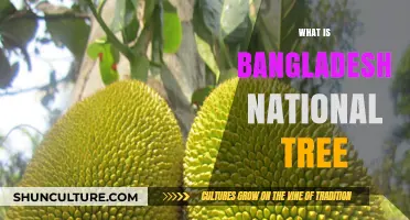 The Majestic Symbol: Exploring Bangladesh's National Tree, the Jackfruit