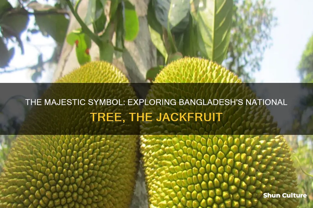 what is bangladesh national tree
